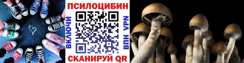 Галлюциногенные грибы Psilocybe  Купить закладки  Назарово 